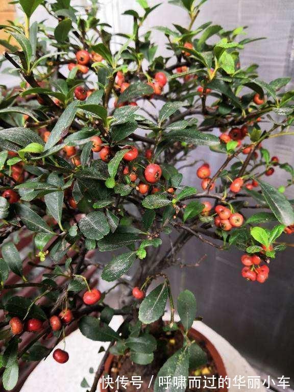 观赏价值|一种花叫做“吉祥果”，小时候砍了当柴烧，长大竟然变成高端盆景