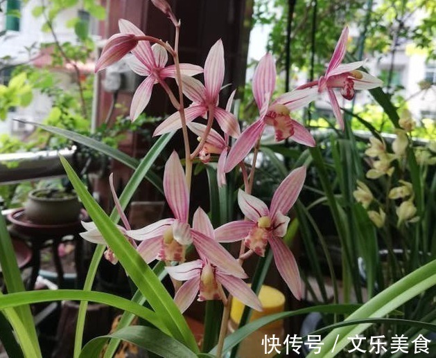 颗粒|老花农养兰花，用3种植料，兰花不烂根，芽蹭蹭冒，花呼呼开