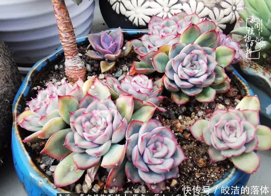 广东的冬天是多肉的春天,时间是最好的魔法师!