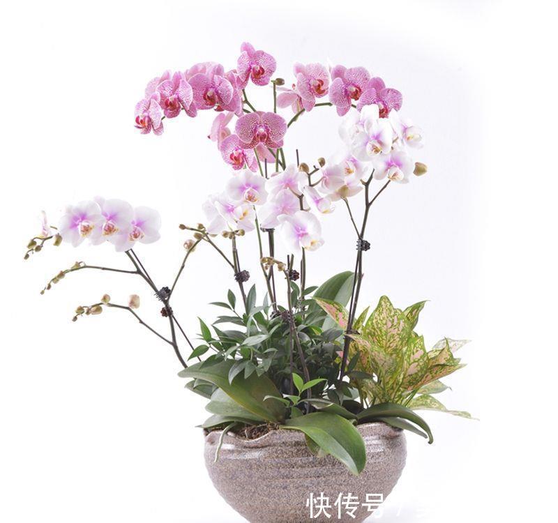 盆栽|蝴蝶兰怎么养,盆栽蝴蝶兰的养殖方法与注意事项你看了吗