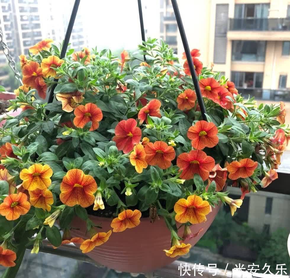 阳台上|百万小铃这样养,美得不要不要的,冠幅大开花多,阳台太美了