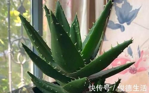 美容|3種花女生必選，美容、助睡眠，家里養1盆，越變越美