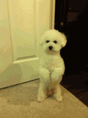 |搞笑GIF:遇上猪一样的队友,好心疼最后一位,你们都是来搞笑的吧?