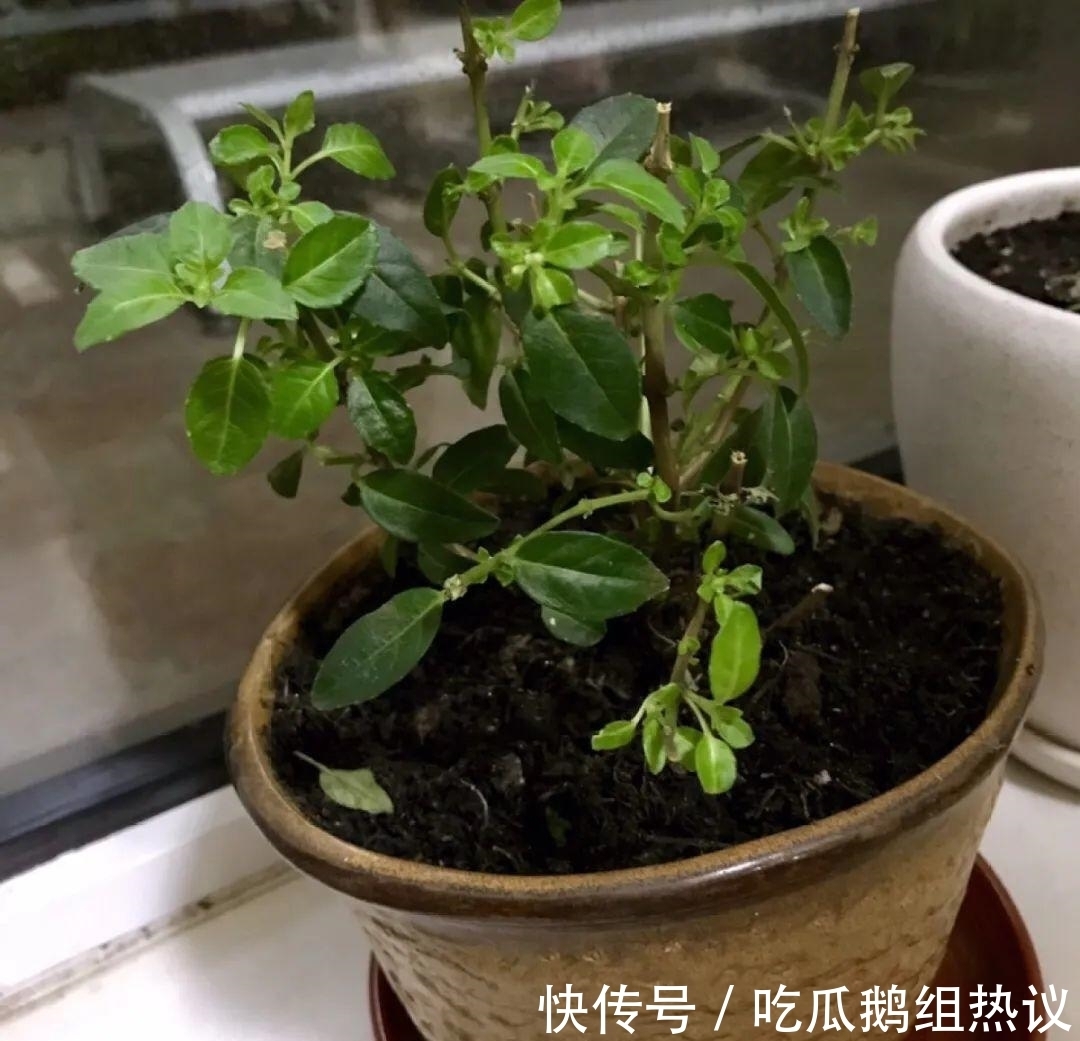 种花|9种花,夏天休眠了,一定少浇水,否则越浇越死