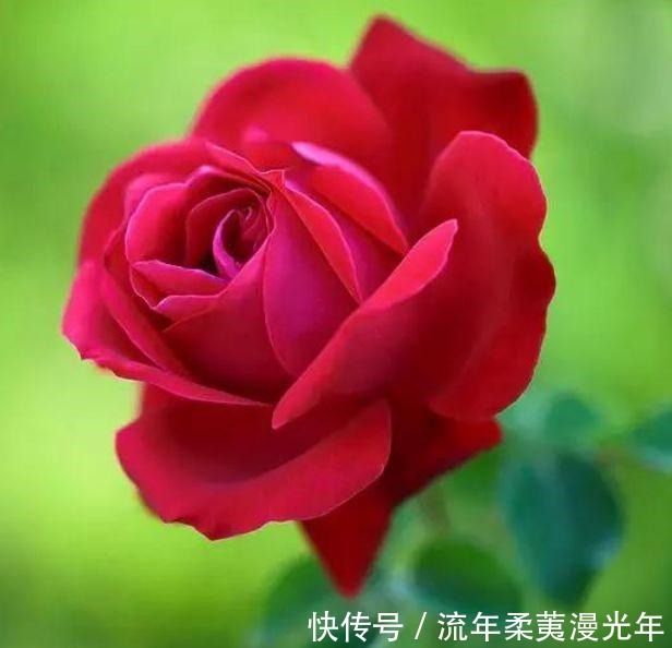 最受欢迎的“4种花”,开花漂亮又好养,四季繁花似锦,姿色艳丽