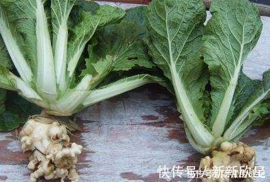 白菜|天然“止咳药”发现了,家家厨房都有的特效药,治疗感冒,防咳嗽