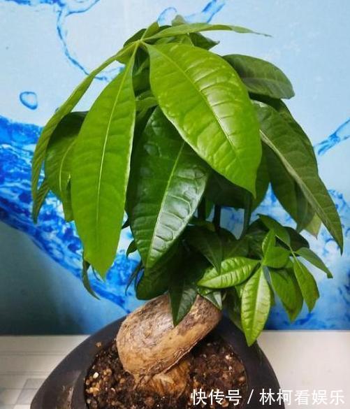 多肉植物|家里盆栽4种懒人植物,不积水、不缺水,就不用再看''脸色''