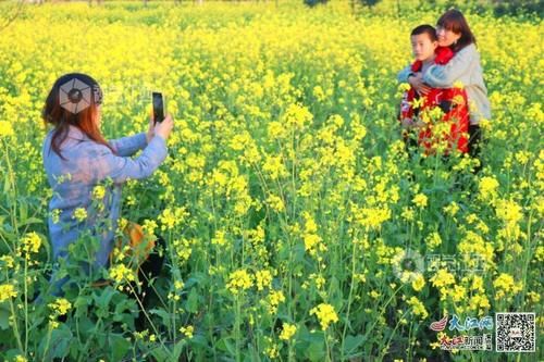 踏青赏花海 “江西最美油菜花”网络投票评选活动火热进行中