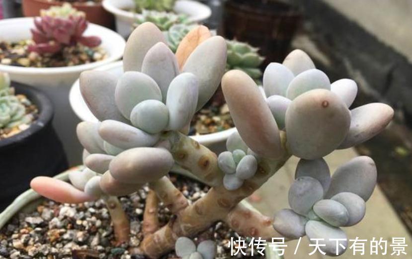 秋季养多肉白美人,满足4点,株型小巧叶片肥美,状态好极了