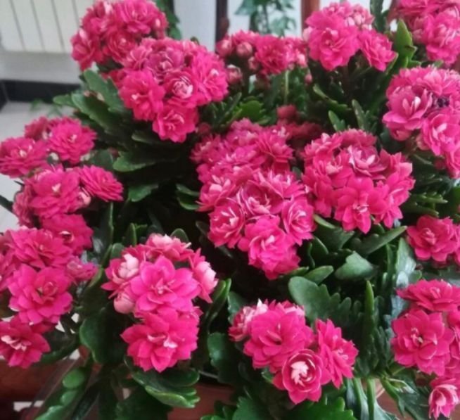 4种花是“开花大户”,一次开放100朵,鲜艳夺目,花朵美艳迷人