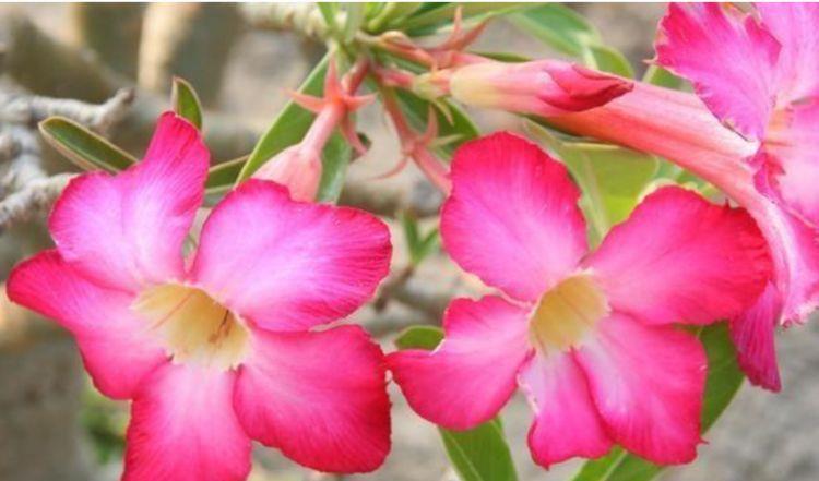 几款花卉便宜又好养，开花勤还爱爆盆，开花美极了