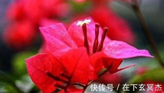 三角梅|家里阳台养此款花，新手也能养爆盆，花香四溢飘满屋，美