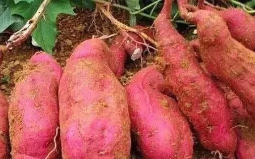 这款自制饵料专门野钓鲫鱼和鲤鱼,成本极低,从来没有空军过!