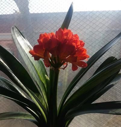 怎么让君子兰根壮叶厚?浇点有机水,效果一级棒,立竿见影