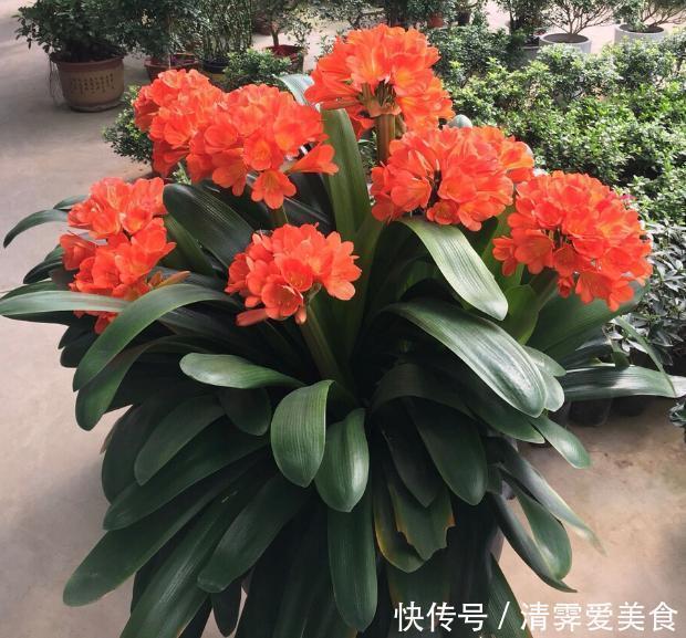锯末|君子兰难养？花1分钟学会这3样东西的用法，爆盆不愁
