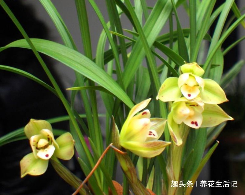 兰花叶子“萎靡不振”，用个“小方法”，叶子笔直挺立，操作简单