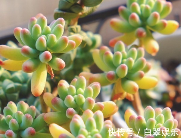 夏天|夏天适合养的多肉植物,没事试试这“几种”,省心也好养