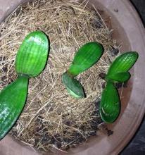 不花钱的“肥料”遍地都是,捡回家养花,花盆抓一把,砰砰开爆盆