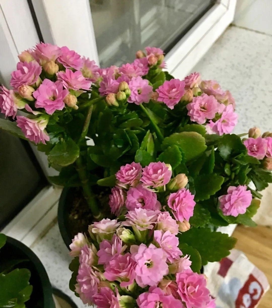 浇水量|10种花夏天一定要少浇水，否则熬不过3天就死了