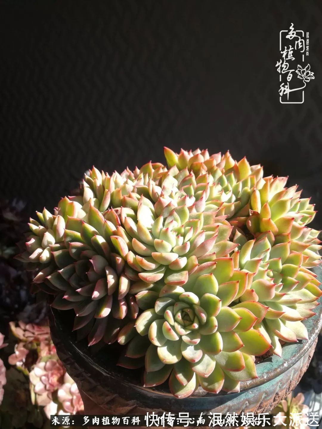 蚧壳虫|为肉痴狂!多肉植物也会用最美的容颜报答我们的勤劳付出!