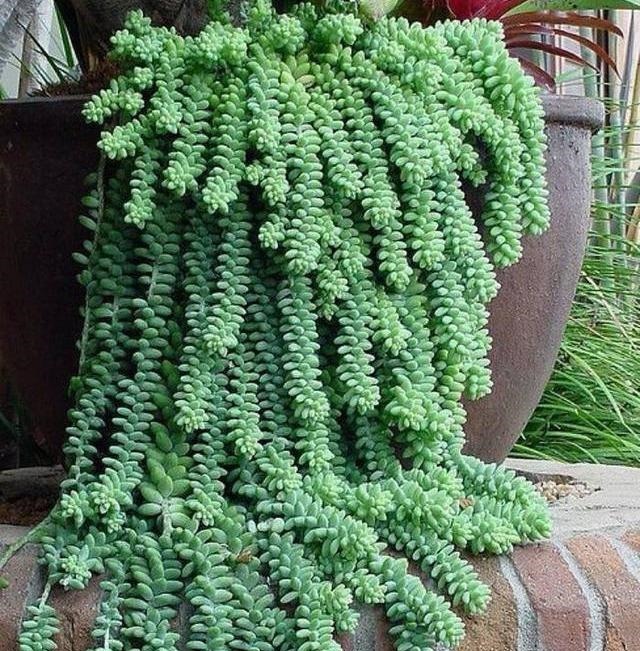 急性子养这6种“多肉”,长的快,状态美,半年就能长爆盆