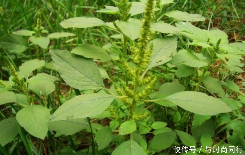 有人|这种野菜没有什么人食用,很少有人种植,大家都以为它是一种杂草