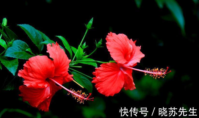 新手养花首选这3款，开花美好养护，抗性强真省心，适合新手