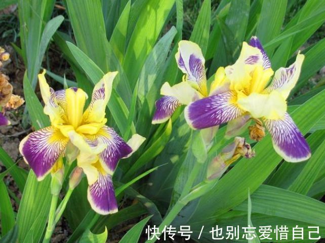 最受欢迎的花,开花超漂亮,花期还长,一养就是好几盆!