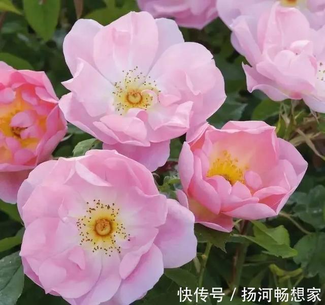 22种最漂亮的月季,一次能开300天,满屋飘香开花多