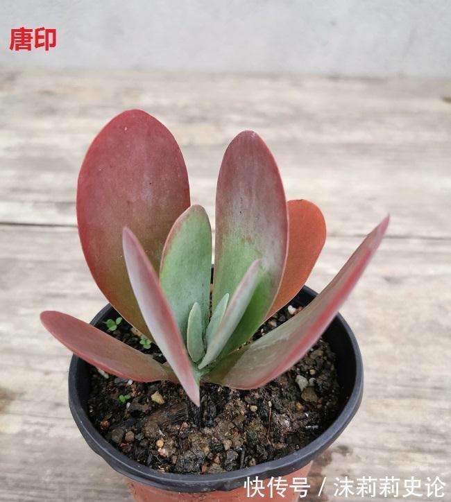 多肉植物好养活的几个品种 菲欧娜这个季节还能有粉紫色很美 粉紫色 多肉植物好养活的几个品种 菲欧娜这个季节还能有粉紫色很美 粉紫色