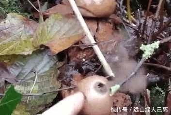 男子在野外发现一朵不一样的花, 触碰后还会喷出烟雾
