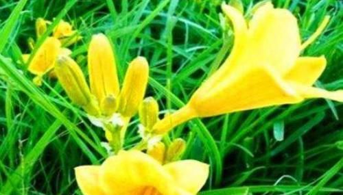  健康|健康身体全靠吃，常吃3物，健胃消食，消除炎症，美容肌肤气色好