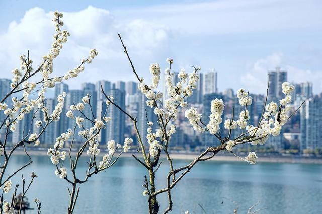 老年|忠州大地：樱桃花开如白雪