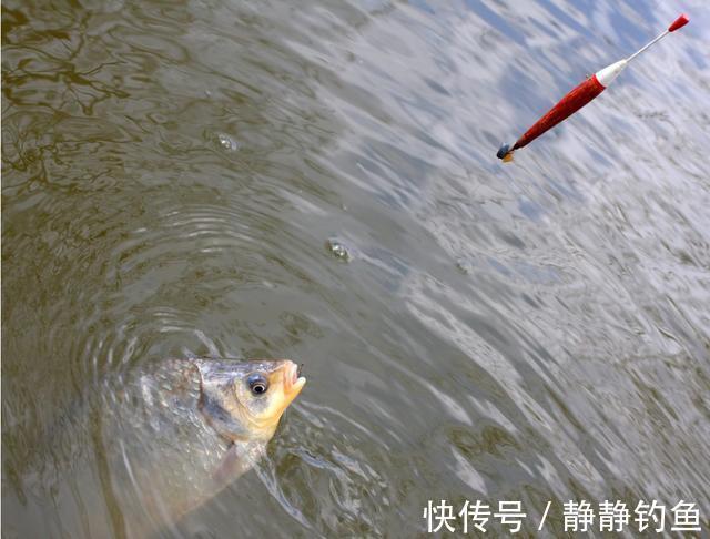 天冷时，鲫鱼会离底？多数人还不晓得这些情形，4个技巧帮你应对