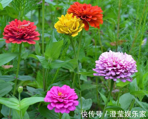 盆栽|百日菊怎么养更艳丽教你3个小妙招，养出绚丽多彩的百日菊