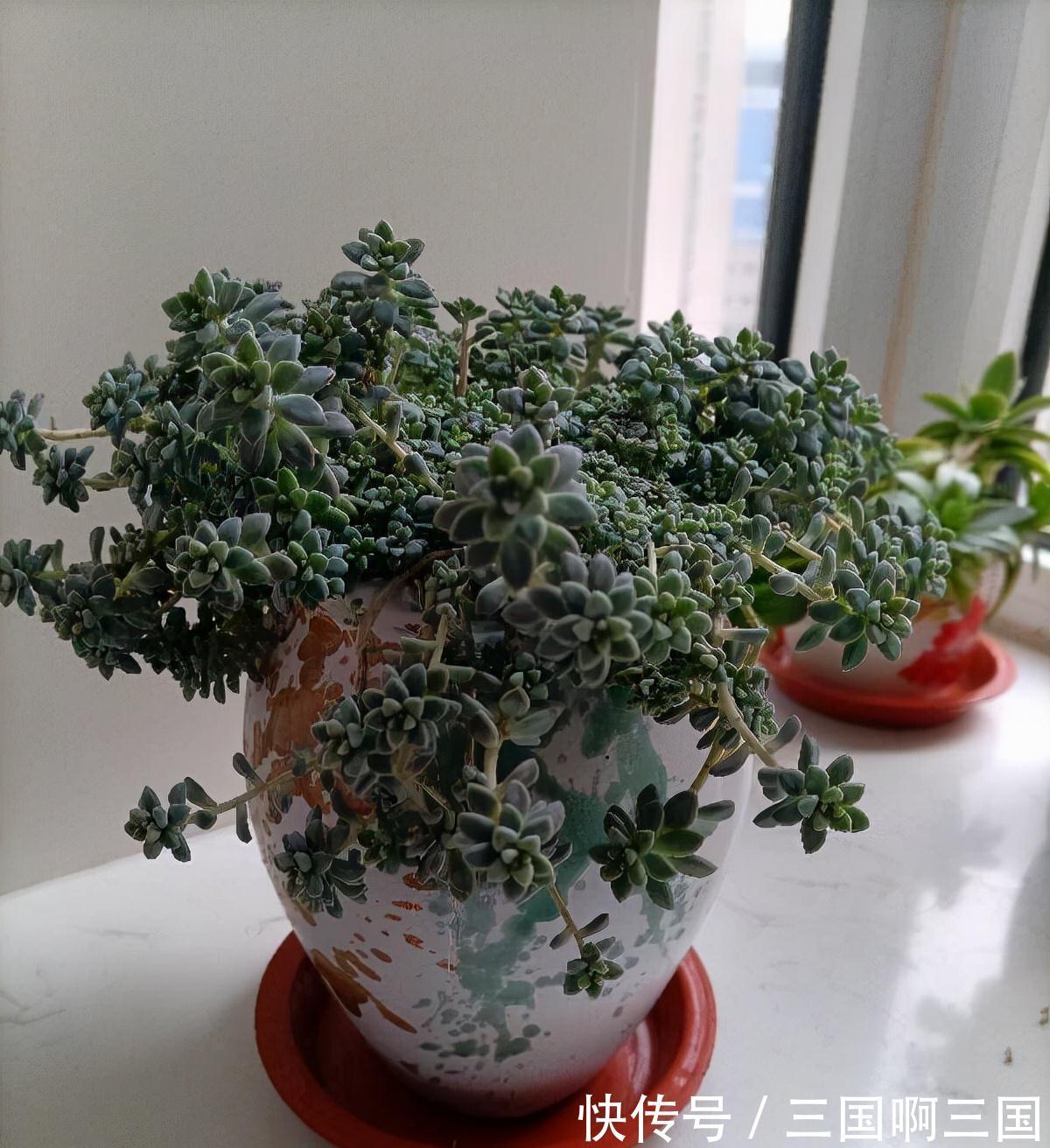 姬秋丽怎么养？不要宠、多露养，轻松养出繁茂完美的状态