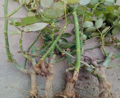 花苗越老越值钱这5种花的老桩,买了就上当