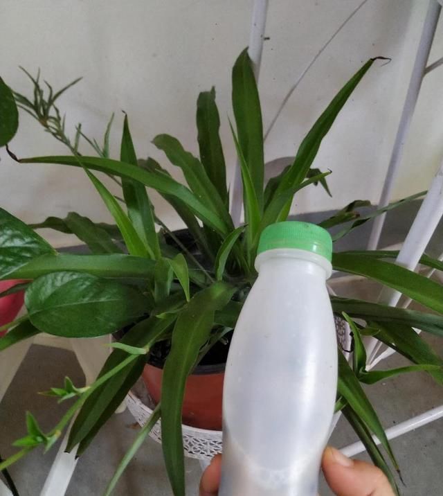 黄豆加啤酒,不用花肥,一样养的绿萝油绿锃亮,拖地2米长