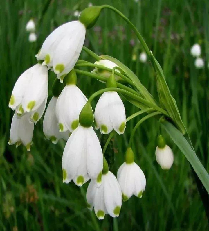 未来一个月,9种花就是抢手货,不养亏大了!