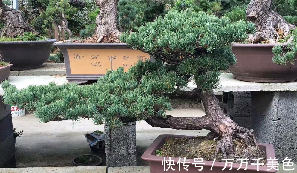 盆景|黑松盆景枝干横展，树冠如伞盖，针叶浓绿，四季常青，树姿古雅