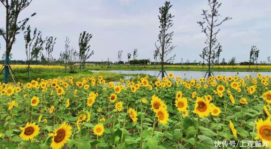 老年|静谧花海，活力运动……崇明这个新晋3A景区都能满足你