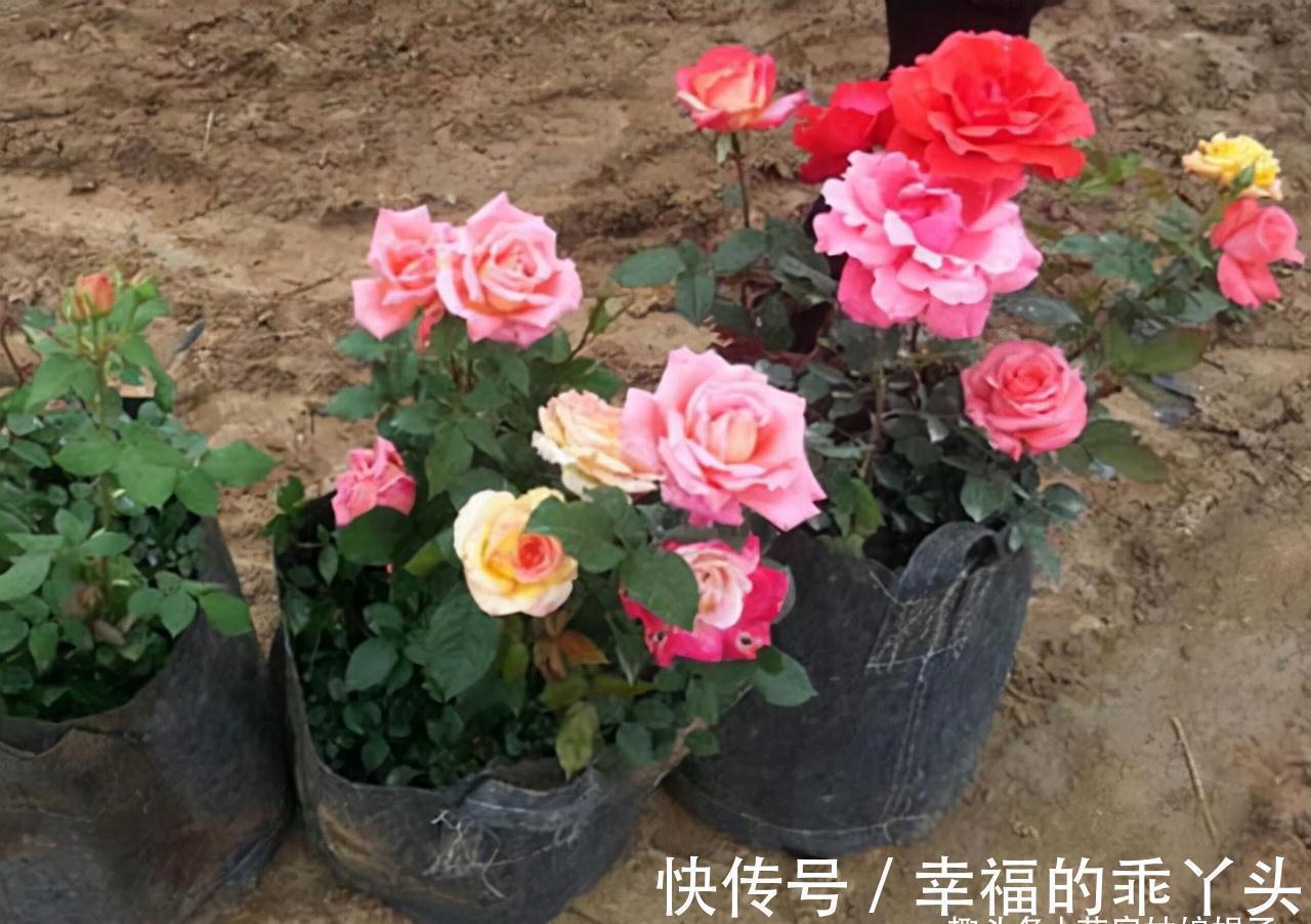 萌发|在家中养殖月季的窍门:不要再扯月季花的黄叶了,否则长势会变弱