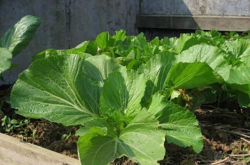 好吃|农村有一种菜能长到一米五高,下霜之后更好吃,你们那里叫啥呢?