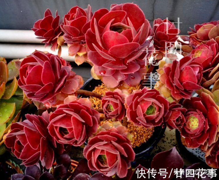 根系|9月3招“召唤术”，唤醒多肉法师，醒了“补一补”，上色爆芽多