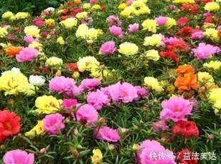 4种花,现在养一盆正当时,不怕晒不怕热,越晒开花越漂亮