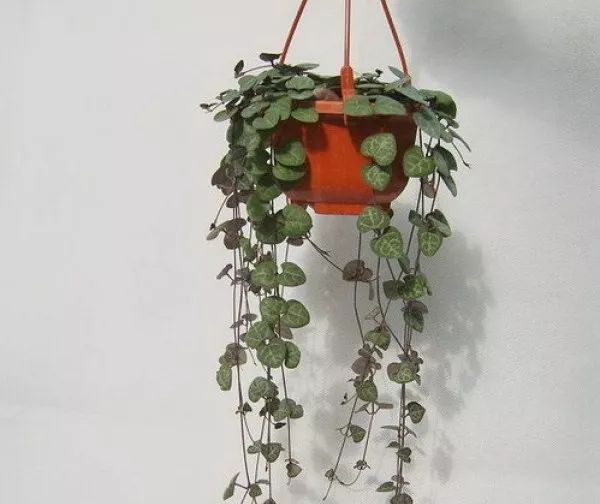 这种多肉吊起来养,所谓像一串串葡萄一样,美爆了