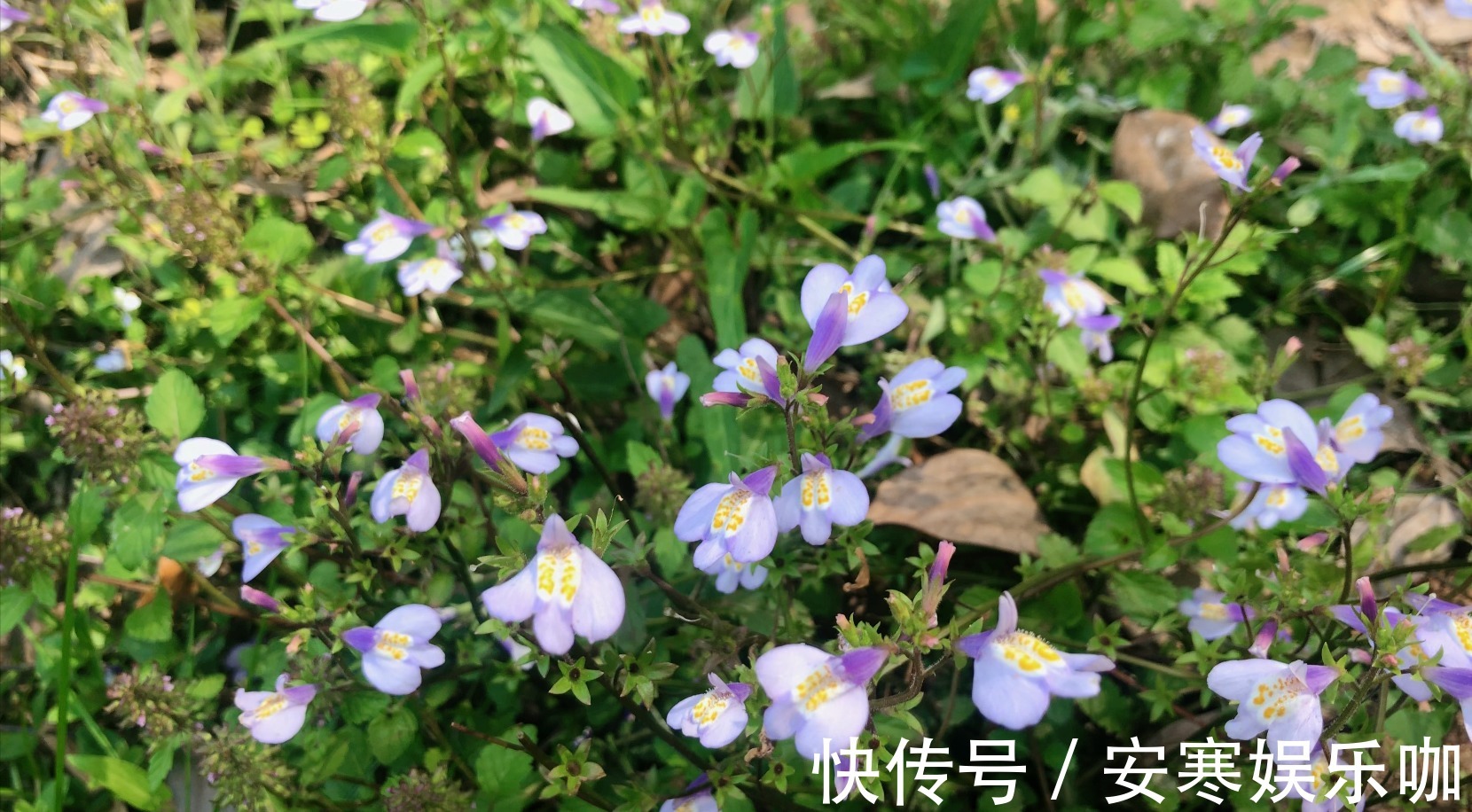 脓泡药|中药材通泉草认识吗,农村地里常见,不认识当成杂草太可惜