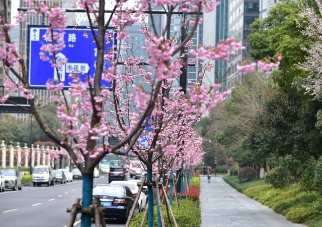 太美了！钱江新城一整排“阳光樱”开了，今年是它们第一次跟杭州市民见面