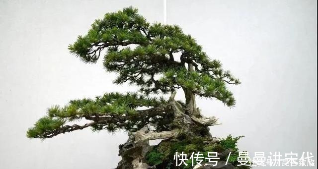五针松盆景的6点养护技巧解析，知道了，养护五针松再也不发愁
