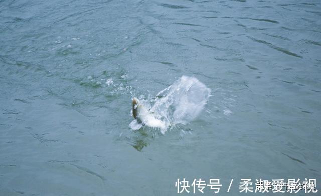 钓了一场鱼结果被判刑！钓友一脸问号？我是犯了什么罪？什么情况